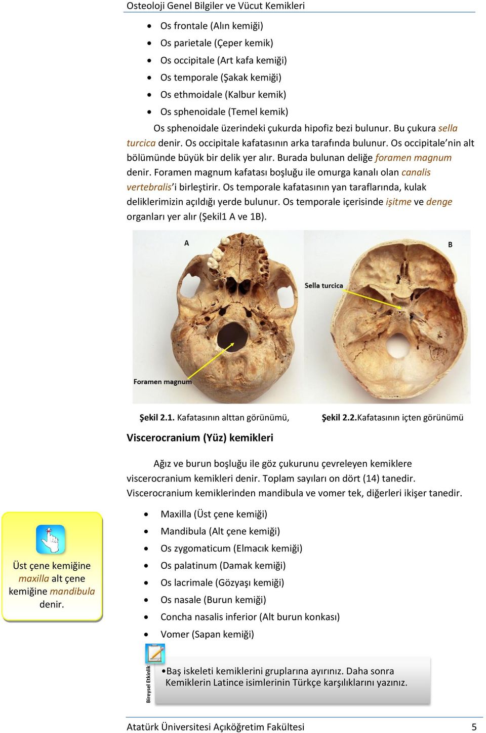 Os occipitale nin alt bölümünde büyük bir delik yer alır. Burada bulunan deliğe foramen magnum denir. Foramen magnum kafatası boşluğu ile omurga kanalı olan canalis vertebralis i birleştirir.