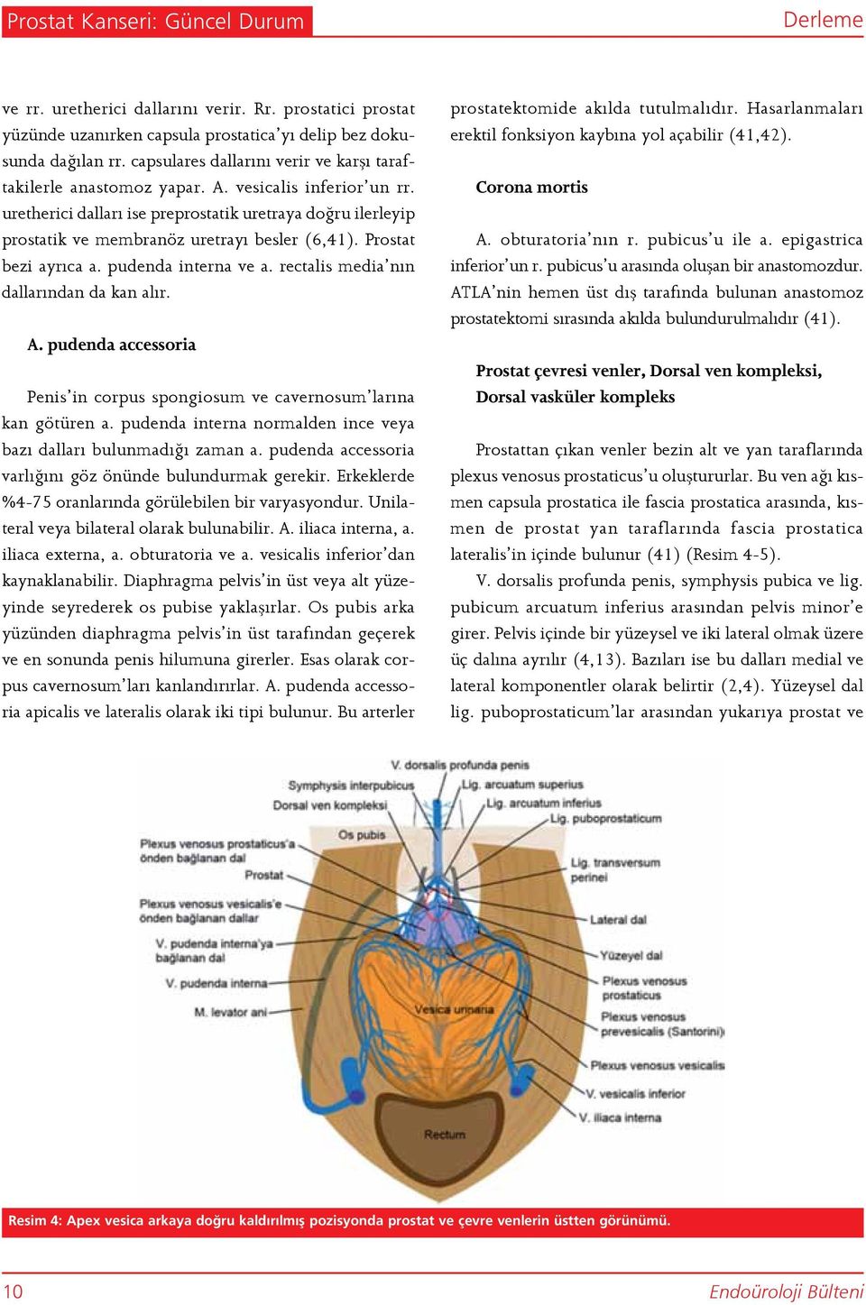 uretherici dalları ise preprostatik uretraya doğru ilerleyip prostatik ve membranöz uretrayı besler (6,41). Prostat bezi ayrıca a. pudenda interna ve a. rectalis media nın dallarından da kan alır. A.