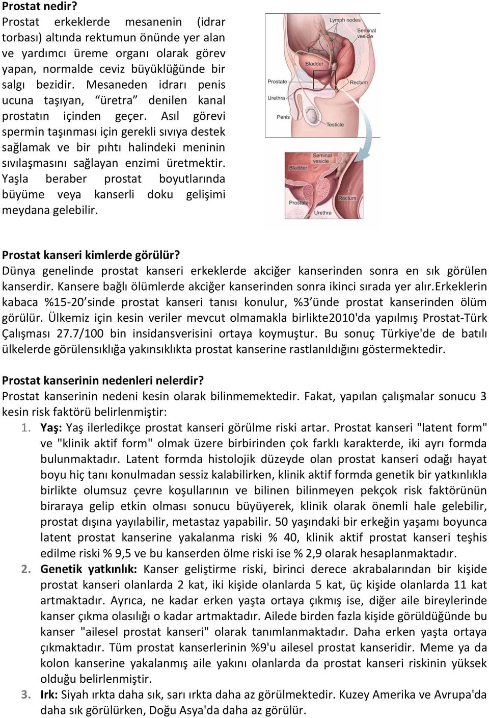 Asıl görevi spermin taşınması için gerekli sıvıya destek sağlamak ve bir pıhtı halindeki meninin sıvılaşmasını sağlayan enzimi üretmektir.