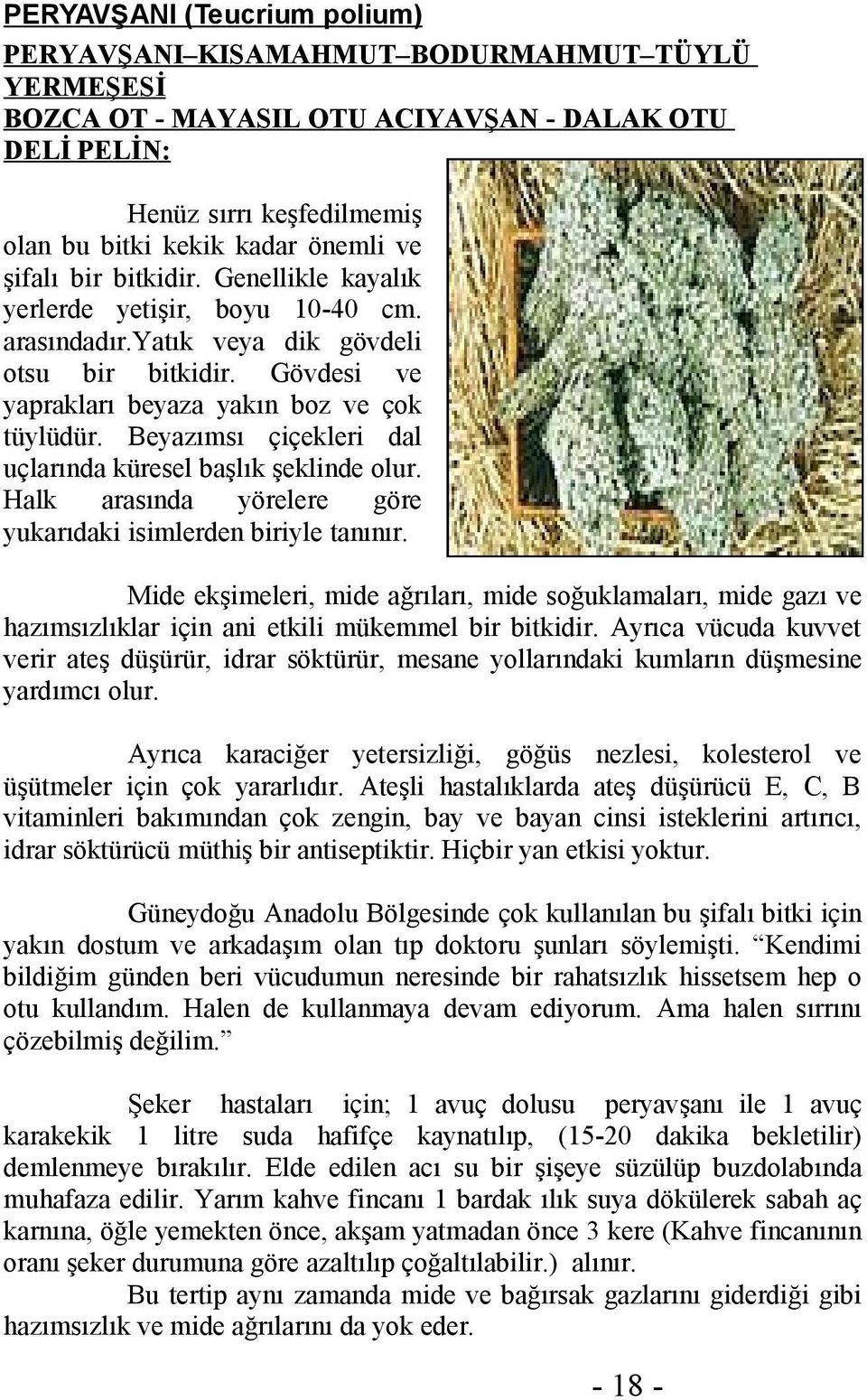 Beyazımsı çiçekleri dal uçlarında küresel başlık şeklinde olur. Halk arasında yörelere göre yukarıdaki isimlerden biriyle tanınır.