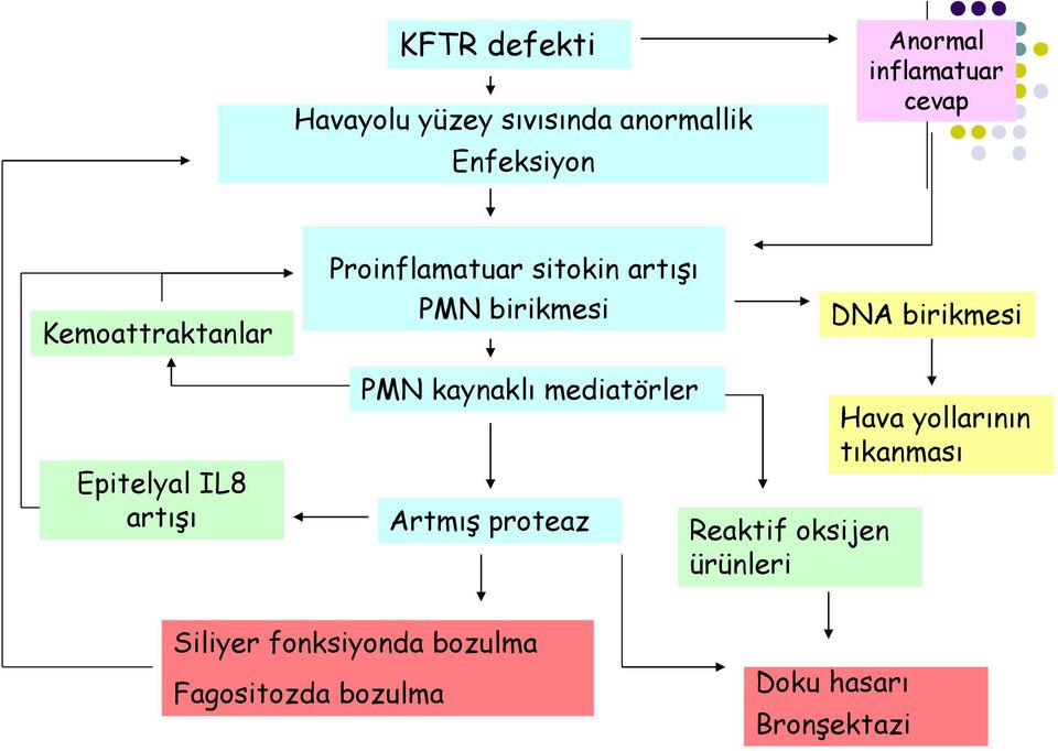 IL8 artışı PMN kaynaklı mediatörler Artmış proteaz Reaktif oksijen ürünleri Hava