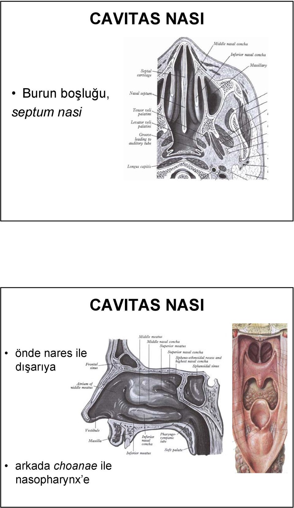 önde nares ile dışarıya