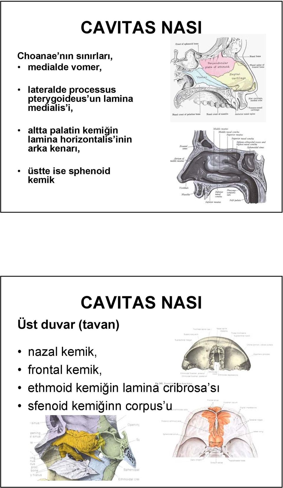 inin arka kenarı, üstte ise sphenoid kemik CAVITAS NASI Üst duvar (tavan)