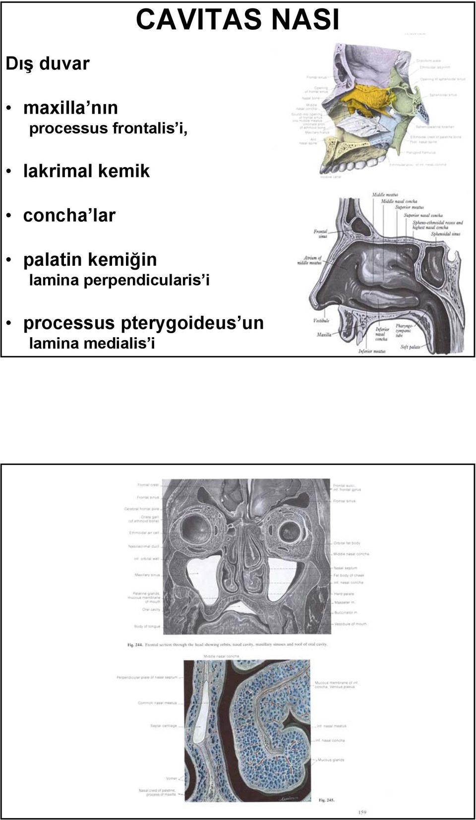 concha lar palatin kemiğin lamina