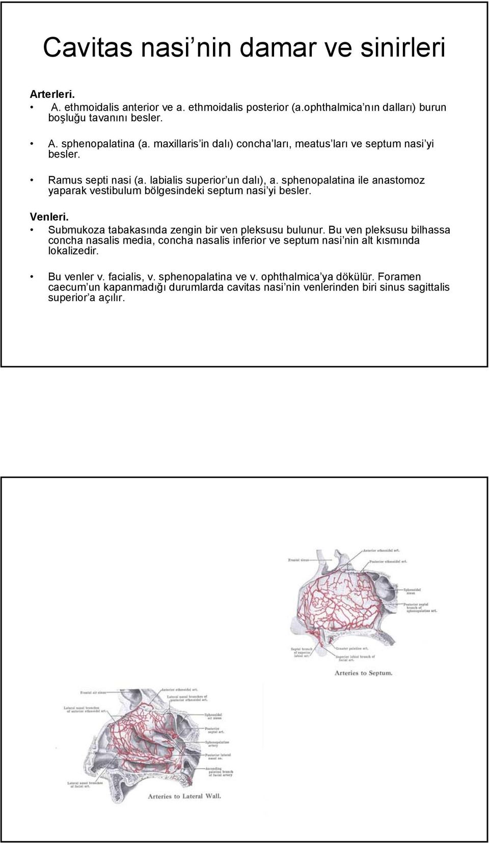 sphenopalatina ile anastomoz yaparak vestibulum bölgesindeki septum nasi yi besler. Venleri. Submukoza tabakasında zengin bir ven pleksusu bulunur.