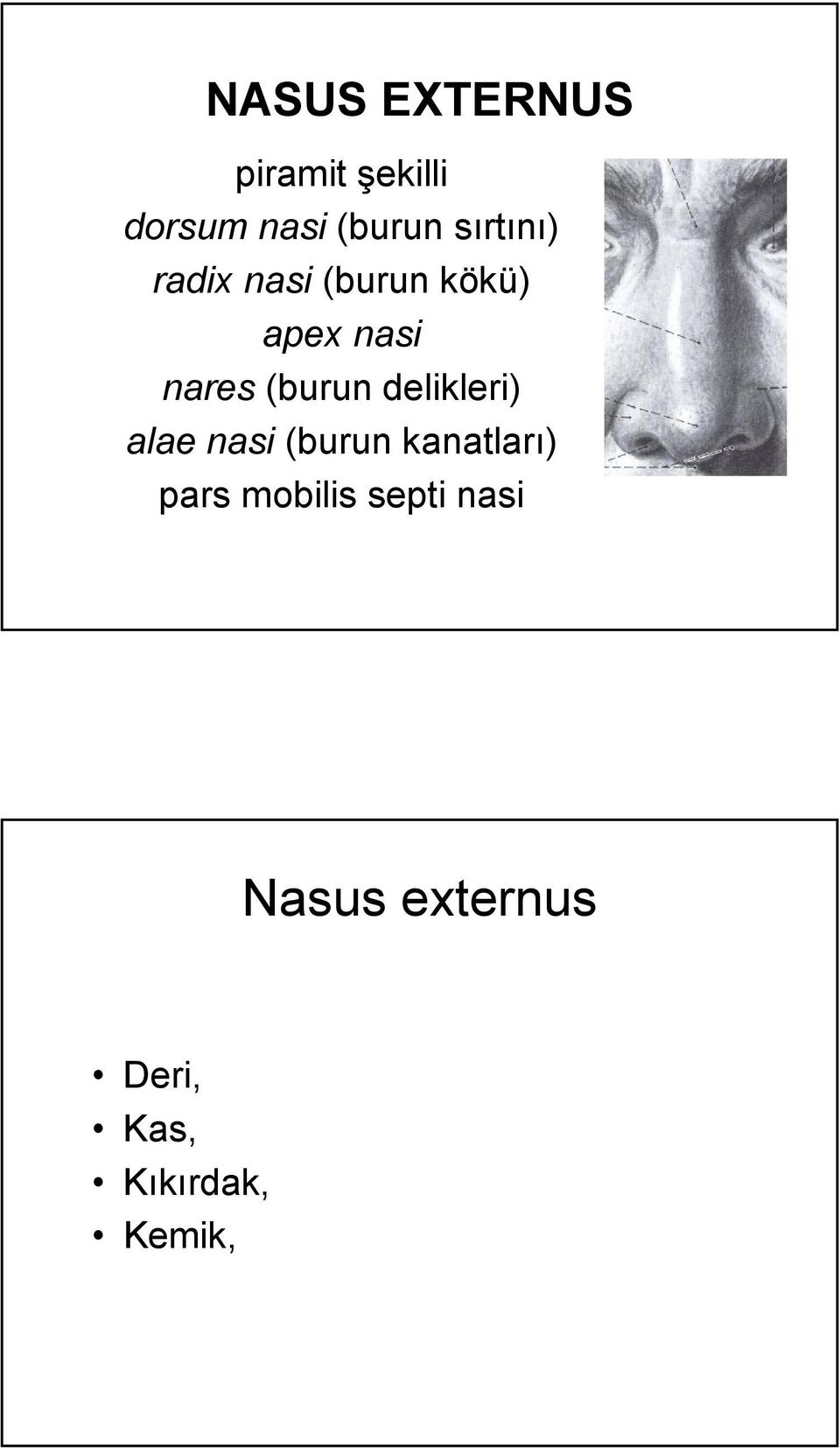 (burun delikleri) alae nasi (burun kanatları) pars