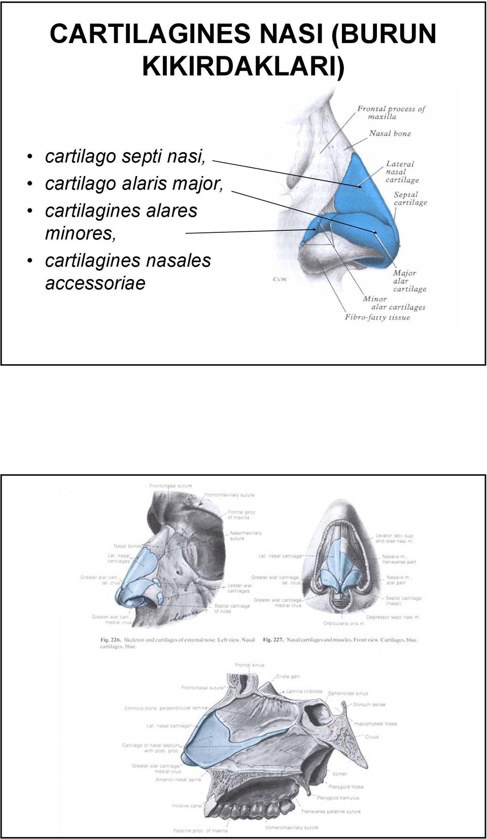 cartilago alaris major, cartilagines
