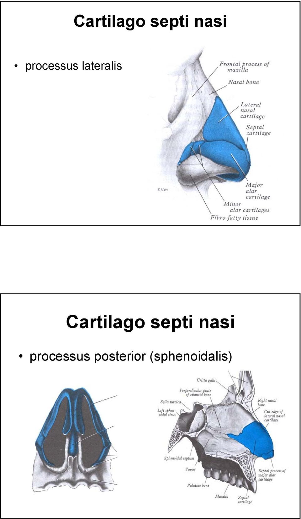 processus posterior