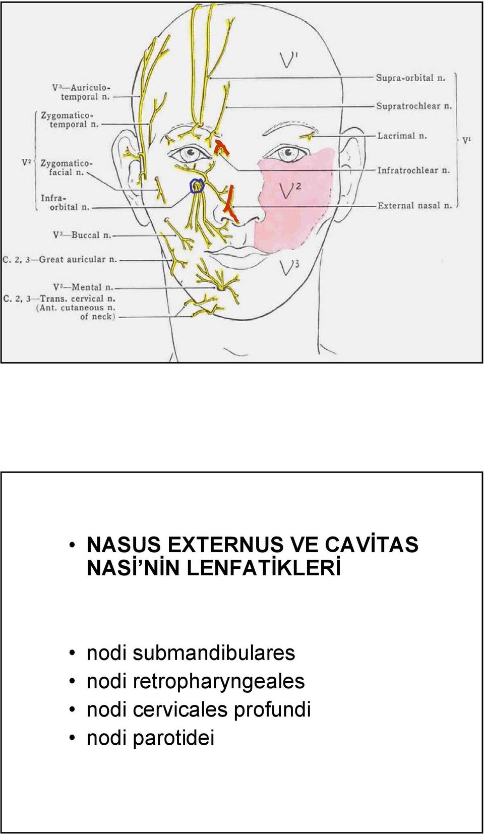 submandibulares nodi