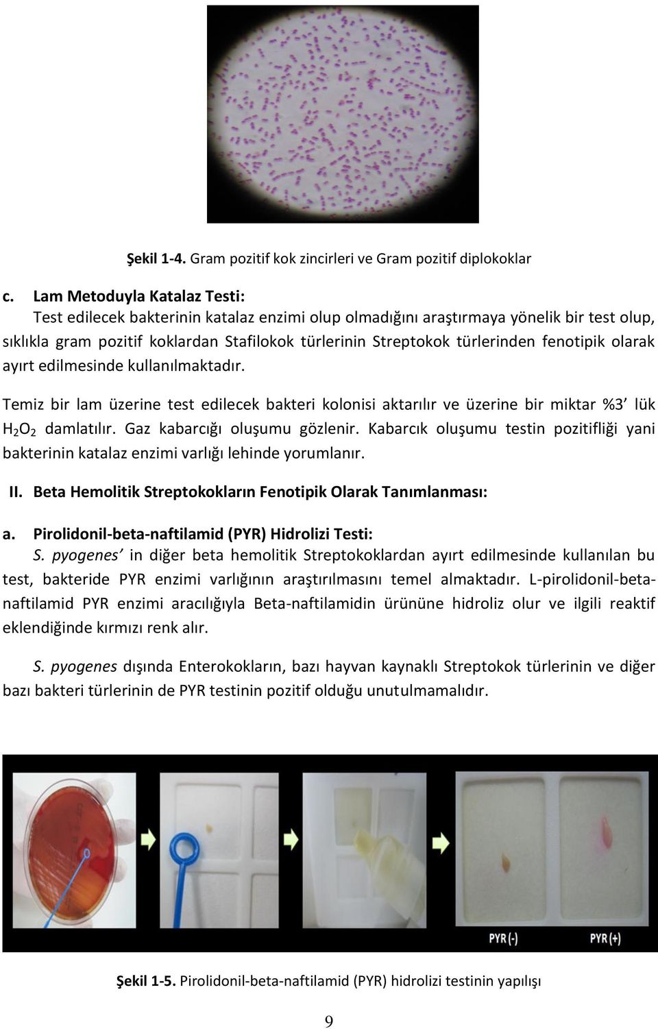 fenotipik olarak ayırt edilmesinde kullanılmaktadır. Temiz bir lam üzerine test edilecek bakteri kolonisi aktarılır ve üzerine bir miktar %3 lük H 2 O 2 damlatılır. Gaz kabarcığı oluşumu gözlenir.