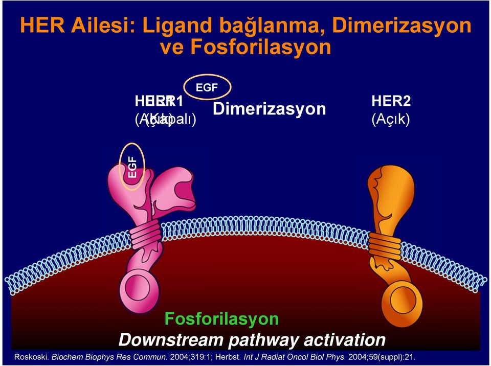 Downstream pathway activation Roskoski.