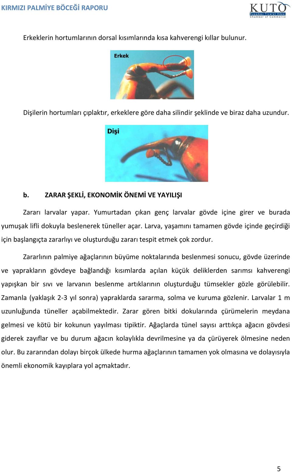 Larva, yaşamını tamamen gövde içinde geçirdiği için başlangıçta zararlıyı ve oluşturduğu zararı tespit etmek çok zordur.