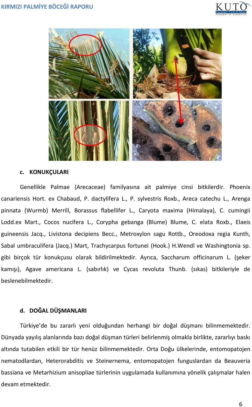 , Elaeis guineensis Jacq., Livistona decipiens Becc., Metroxylon sagu Rottb., Oreodoxa regia Kunth, Sabal umbraculifera (Jacq.) Mart, Trachycarpus fortunei (Hook.) H.Wendl ve Washingtonia sp.