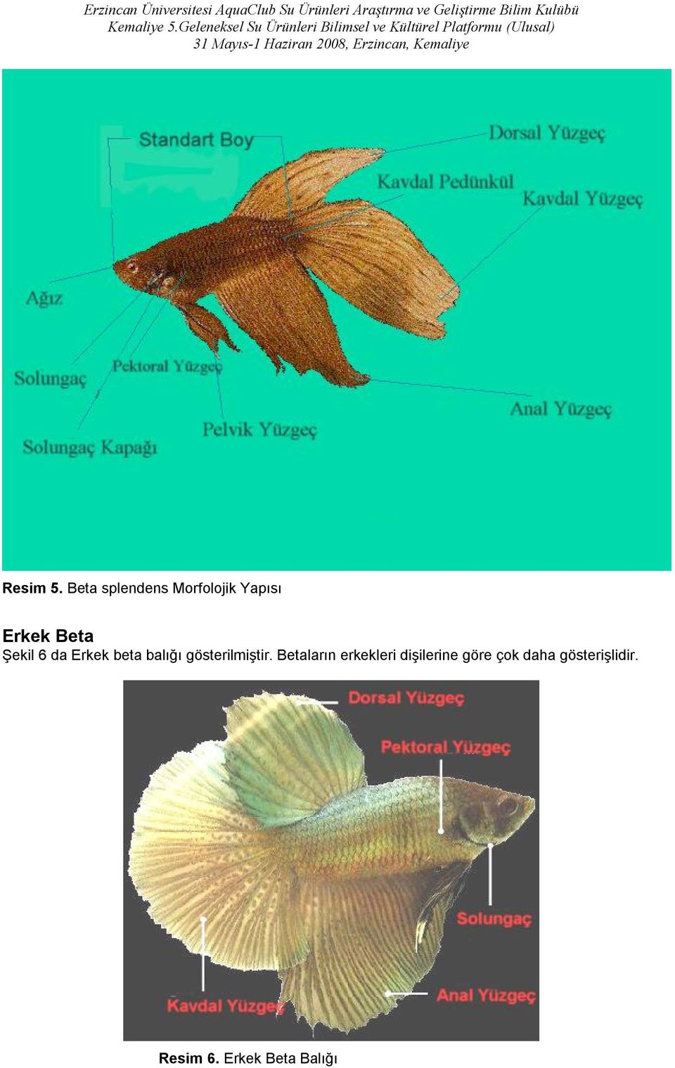Şekil 6 da Erkek beta balığı gösterilmiştir.