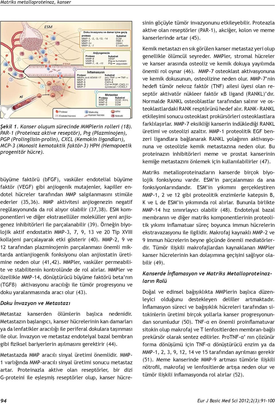 Proteazla aktive olan reseptörler (PAR-1), akciğer, kolon ve meme kanserlerinde artar (45). Şekil 1. Kanser oluşum sürecinde MMPlerin rolleri (18).