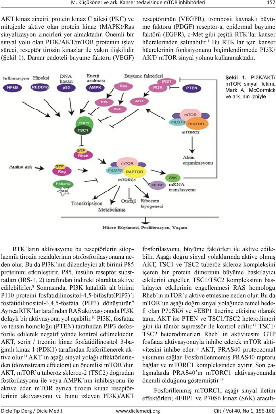 Önemli bir sinyal yolu olan PI3K/AKT/mTOR proteinin işlev süreci, reseptör tirozin kinazlar ile yakın ilişkilidir (Şekil 1).