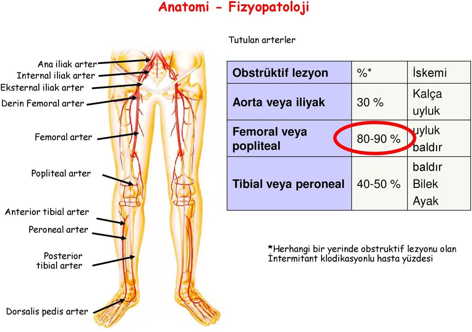 veya popliteal 80-90 % Tibial veya peroneal 40-50 % Kalça uyluk uyluk baldır baldır Bilek Ayak Peroneal arter