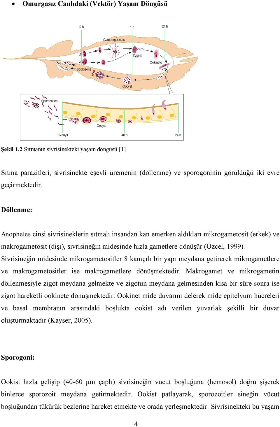 Döllenme: Anopheles cinsi sivrisineklerin sıtmalı insandan kan emerken aldıkları mikrogametosit (erkek) ve makrogametosit (diģi), sivrisineğin midesinde hızla gametlere dönüģür (Özcel, 1999).