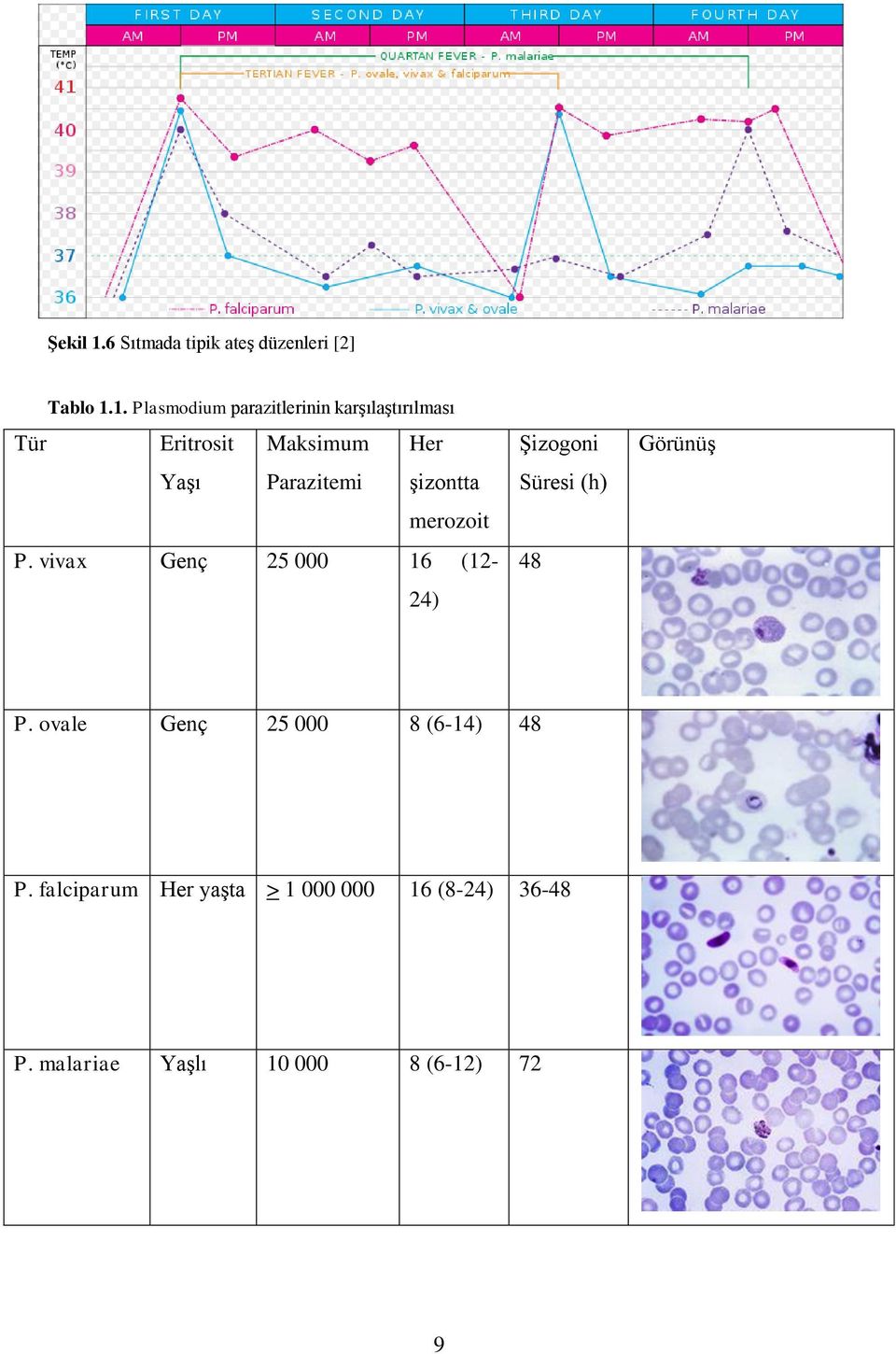 1. Plasmodium parazitlerinin karģılaģtırılması Tür Eritrosit YaĢı Maksimum Parazitemi