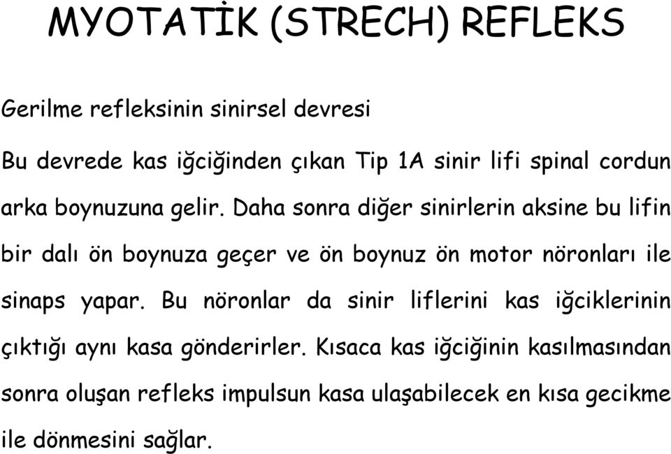 Daha sonra diğer sinirlerin aksine bu lifin bir dalı ön boynuza geçer ve ön boynuz ön motor nöronları ile sinaps