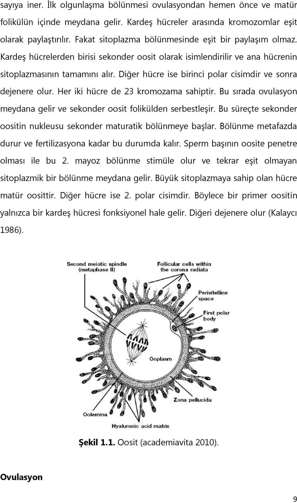 Diğer hücre ise birinci polar cisimdir ve sonra dejenere olur. Her iki hücre de 23 kromozama sahiptir. Bu sırada ovulasyon meydana gelir ve sekonder oosit folikülden serbestleģir.