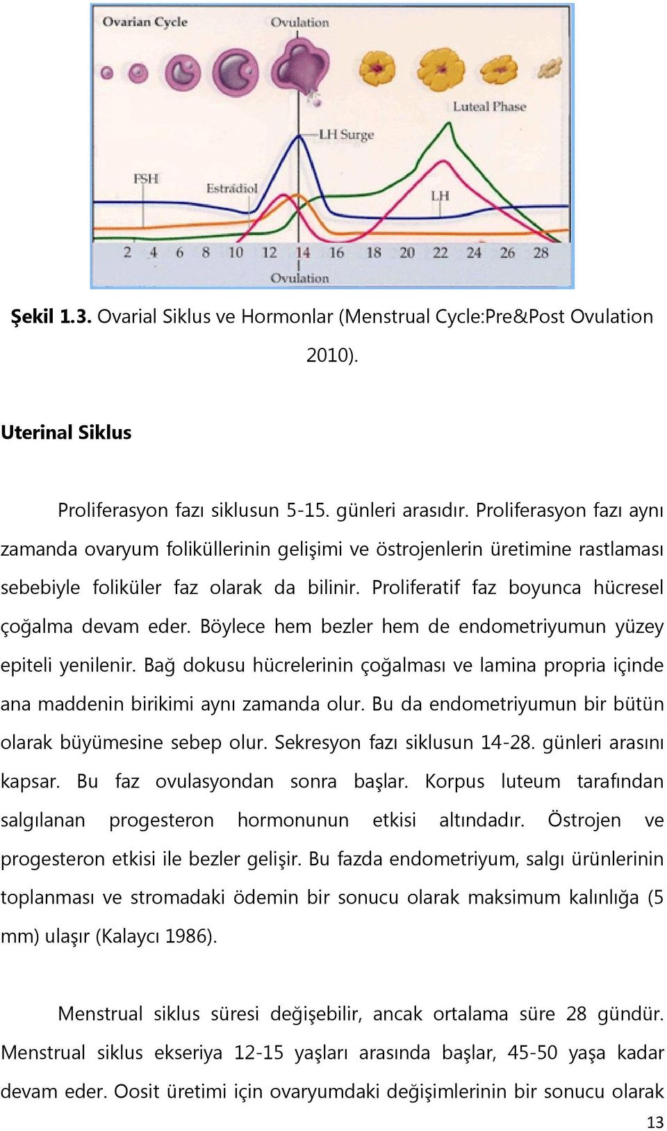 Böylece hem bezler hem de endometriyumun yüzey epiteli yenilenir. Bağ dokusu hücrelerinin çoğalması ve lamina propria içinde ana maddenin birikimi aynı zamanda olur.