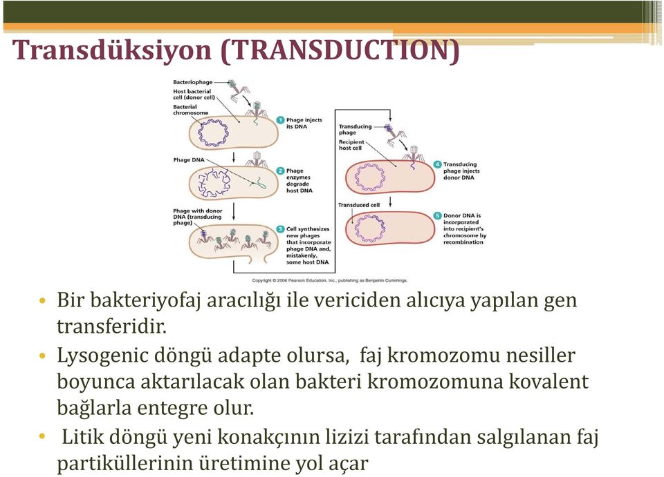 Lysogenic döngü adapte olursa, faj kromozomu nesiller boyunca aktarılacak olan