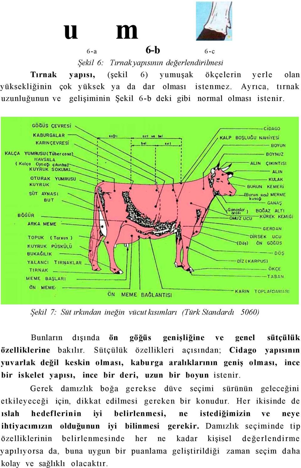 Şekil 7: Süt ırkından ineğin vücut kısımları (Türk Standardı 5060) Bunların dışında ön göğüs genişliğine ve genel sütçülük özelliklerine bakılır.