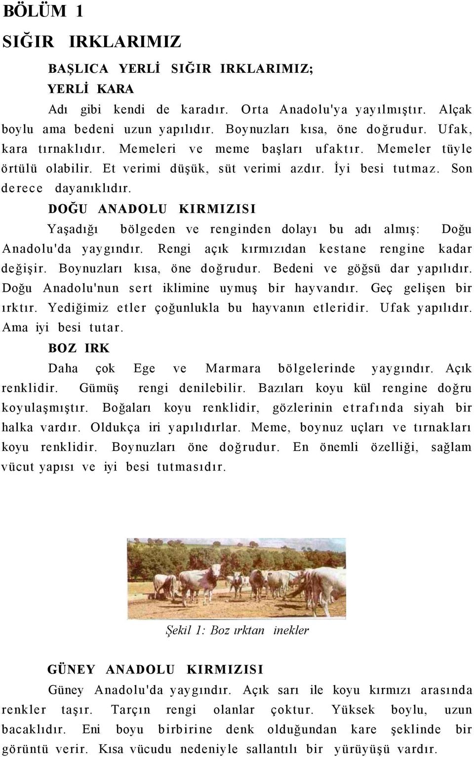 DOĞU ANADOLU KIRMIZISI Yaşadığı bölgeden ve renginden dolayı bu adı almış: Doğu Anadolu'da yaygındır. Rengi açık kırmızıdan kestane rengine kadar değişir. Boynuzları kısa, öne doğrudur.