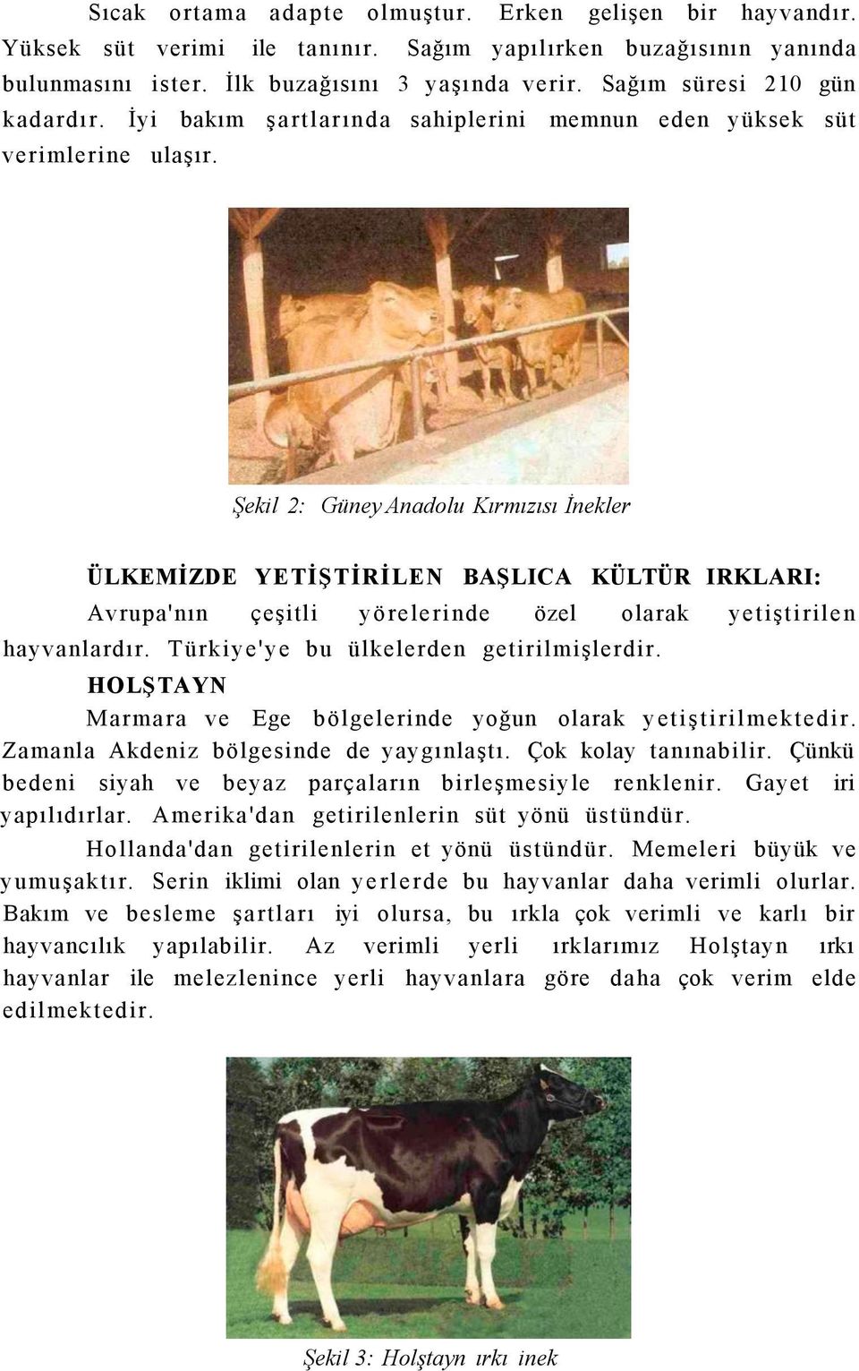 Şekil 2: Güney Anadolu Kırmızısı İnekler ÜLKEMİZDE YETİŞTİRİLEN BAŞLICA KÜLTÜR IRKLARI: Avrupa'nın çeşitli yörelerinde özel olarak yetiştirilen hayvanlardır. Türkiye'ye bu ülkelerden getirilmişlerdir.