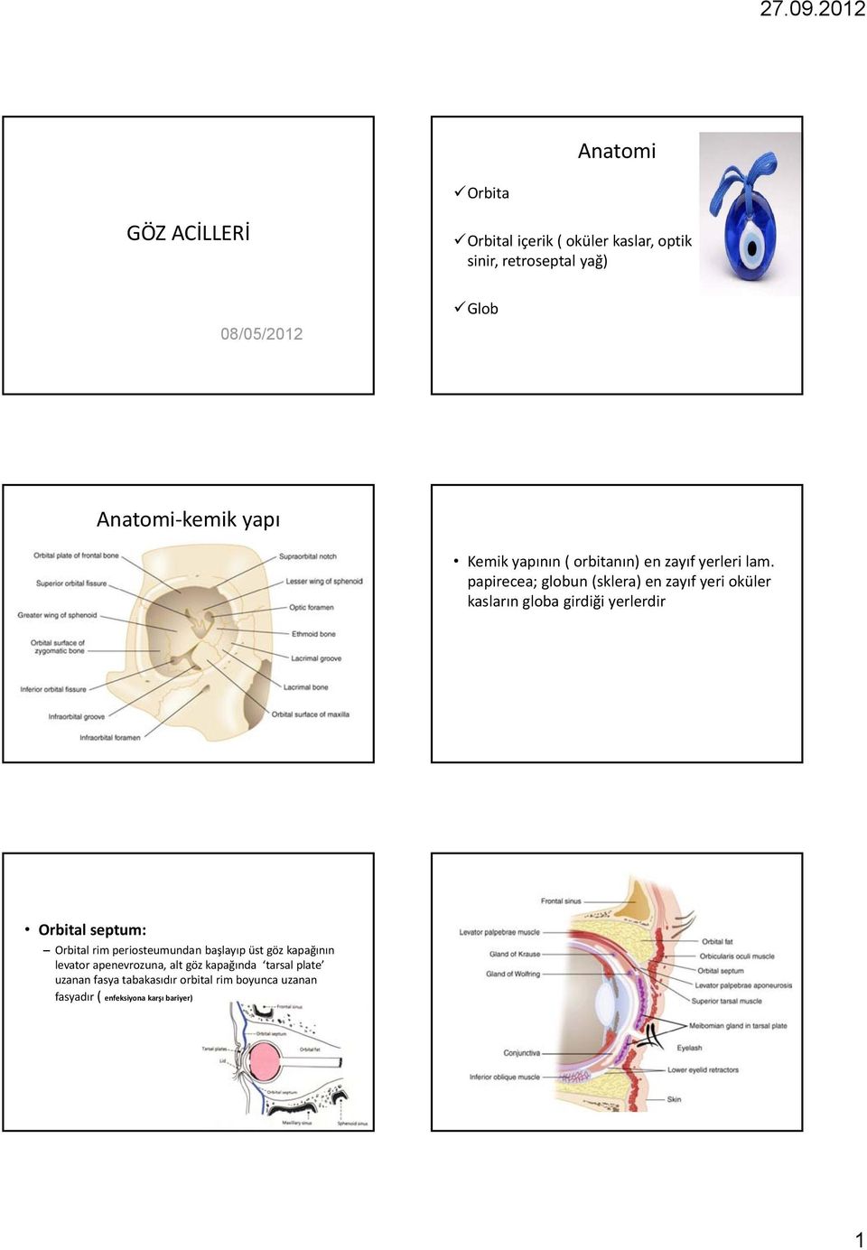 papirecea; globun (sklera) en zayıf yeri oküler kasların globa girdiği yerlerdir Orbital septum: Orbital rim