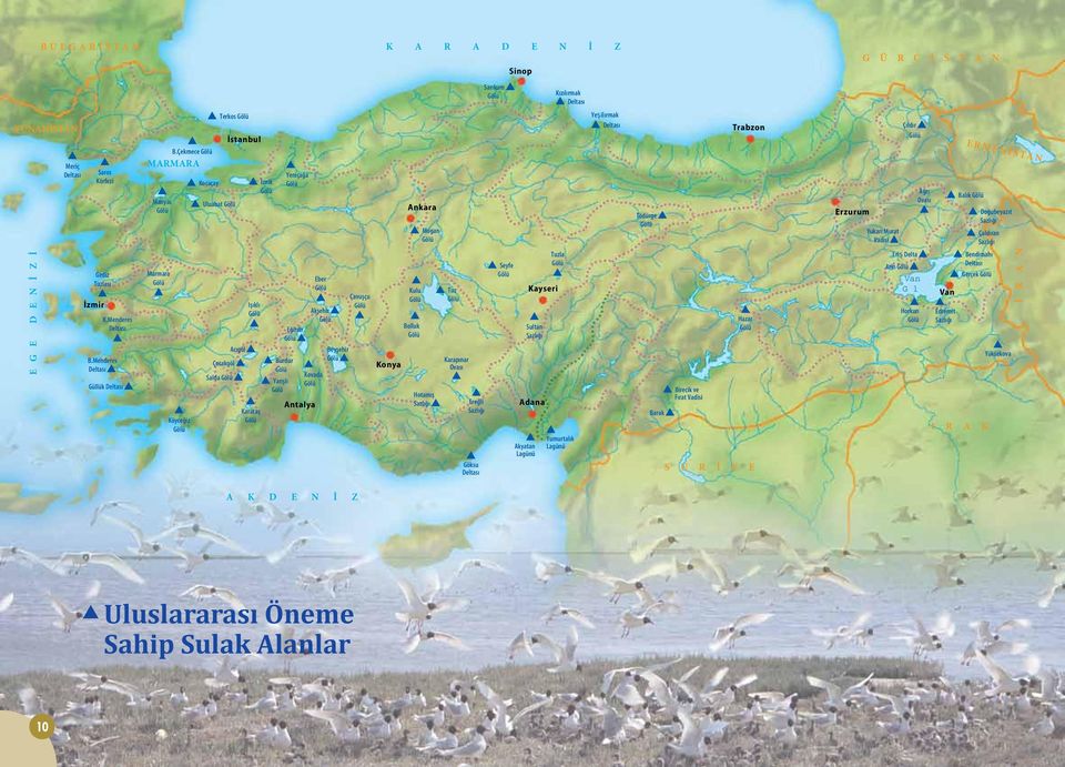 D E N İ Z Konya Ankara Mogan Kulu Bolluk Hotamış Sazlığı Tuz Karapınar Ovası Ereğli Sazlığı Göksu Deltası Sinop Sarıkum Seyfe Kayseri Sultan Sazlığı Adana Akyatan Lagünü Kızılırmak Deltası Yeşilırmak