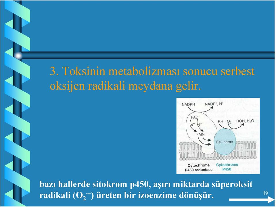 bazı hallerde sitokrom p450, aşırı miktarda