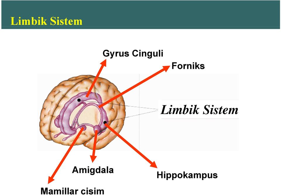 Limbik Sistem