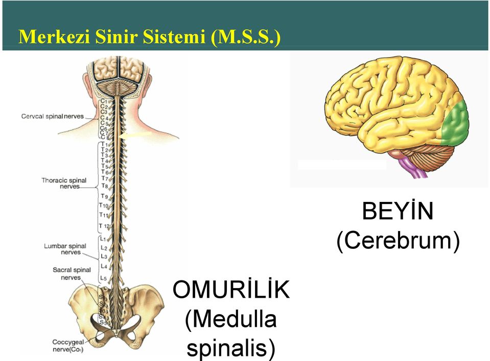 BEYİN (Cerebrum)