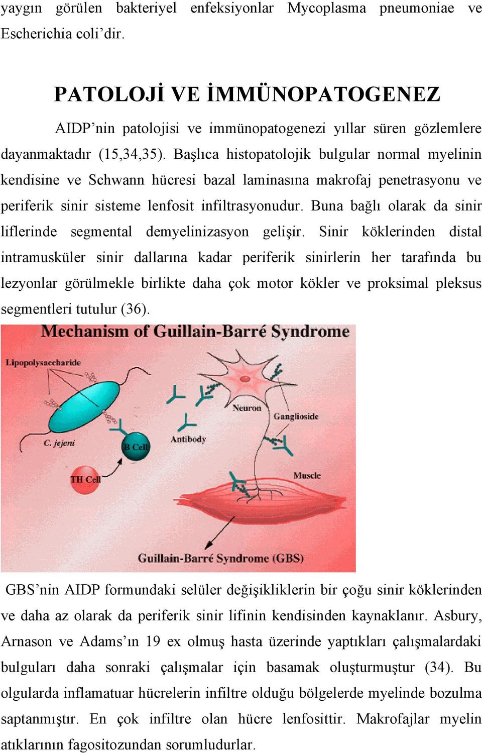 Başlıca histopatolojik bulgular normal myelinin kendisine ve Schwann hücresi bazal laminasına makrofaj penetrasyonu ve periferik sinir sisteme lenfosit infiltrasyonudur.