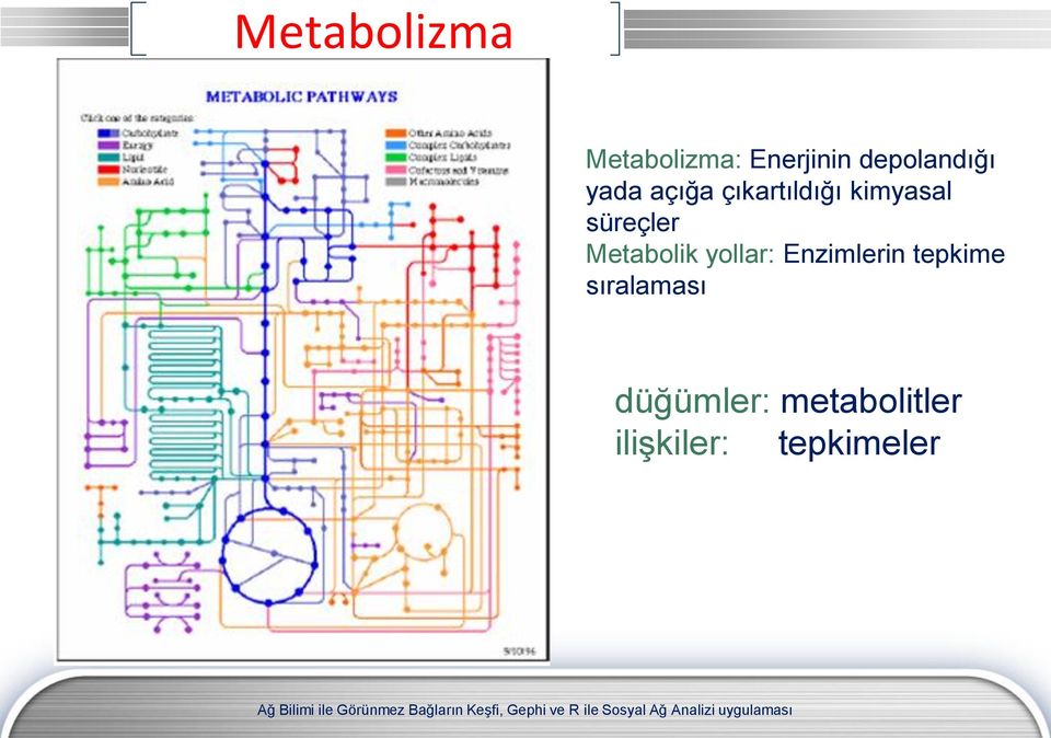 süreçler Metabolik yollar: Enzimlerin tepkime