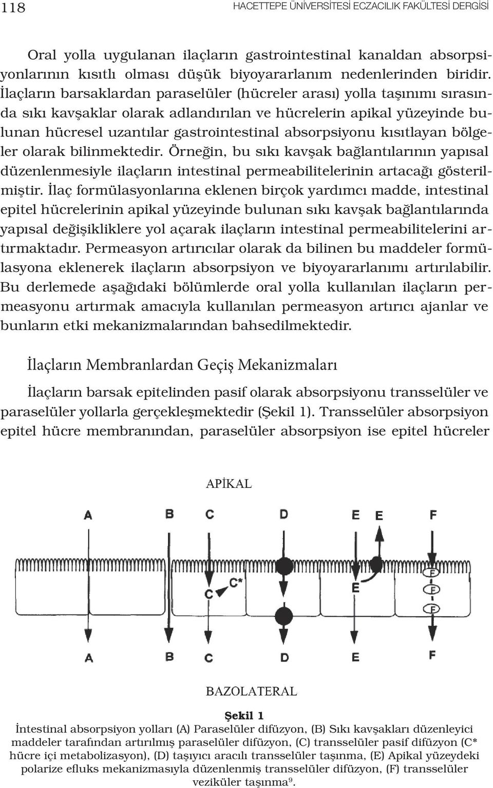 kısıtlayan bölgeler olarak bilinmektedir. Örneğin, bu sıkı kavşak bağlantılarının yapısal düzenlenmesiyle ilaçların intestinal permeabilitelerinin artacağı gösterilmiştir.