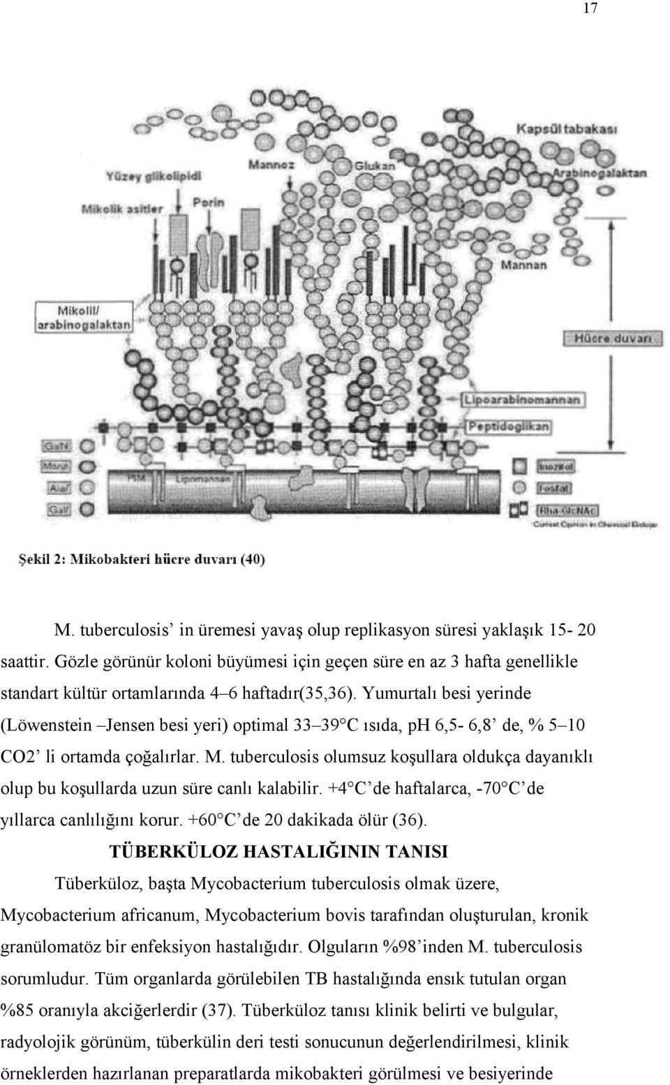 Yumurtalı besi yerinde (Löwenstein Jensen besi yeri) optimal 33 39 C ısıda, ph 6,5-6,8 de, % 5 10 CO2 li ortamda çoğalırlar. M.