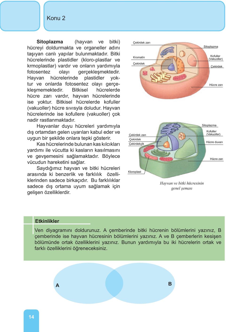 Hayvan hücrelerinde plastidler yoktur ve onlarda fotosentez olayı gerçekleşmemektedir. Bitkisel hücrelerde hücre zarı vardır, hayvan hücrelerinde ise yoktur.