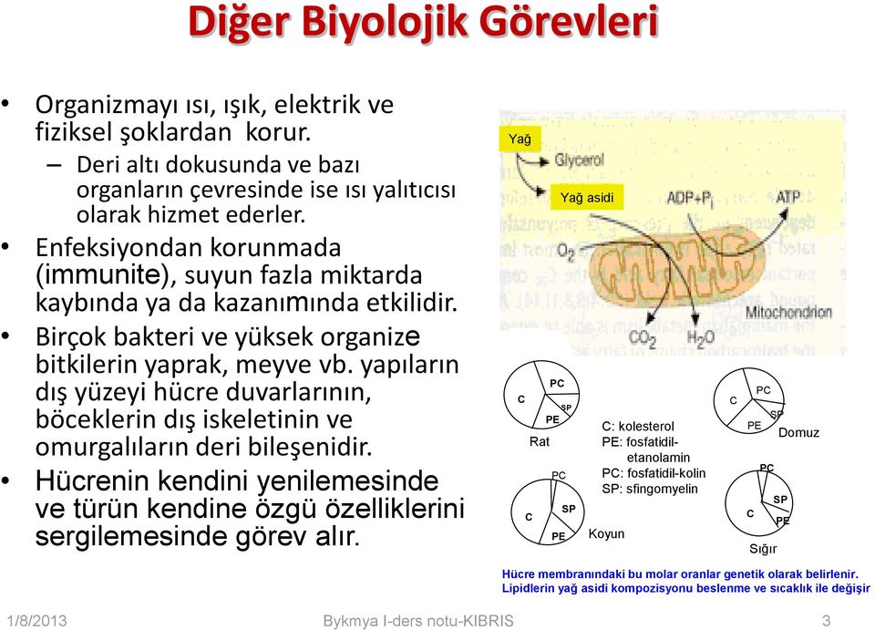 yapıların dış yüzeyi hücre duvarlarının, böceklerin dış iskeletinin ve omurgalıların deri bileşenidir. Hücrenin kendini yenilemesinde ve türün kendine özgü özelliklerini sergilemesinde görev alır.