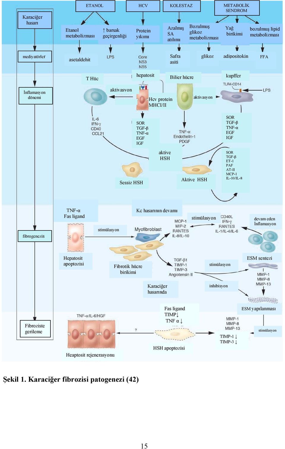 SOR TGF-β TNF-α EGF IGF Sessiz HSH aktive HSH Aktive HSH SOR TGF-β ET-1 PAF AT-II MCP-1 IL-10/IL-8 fibrogenezis TNF-α Fas ligand stimülasyon Kc hasarının devamı stimülasyon devam eden İnflamasyon