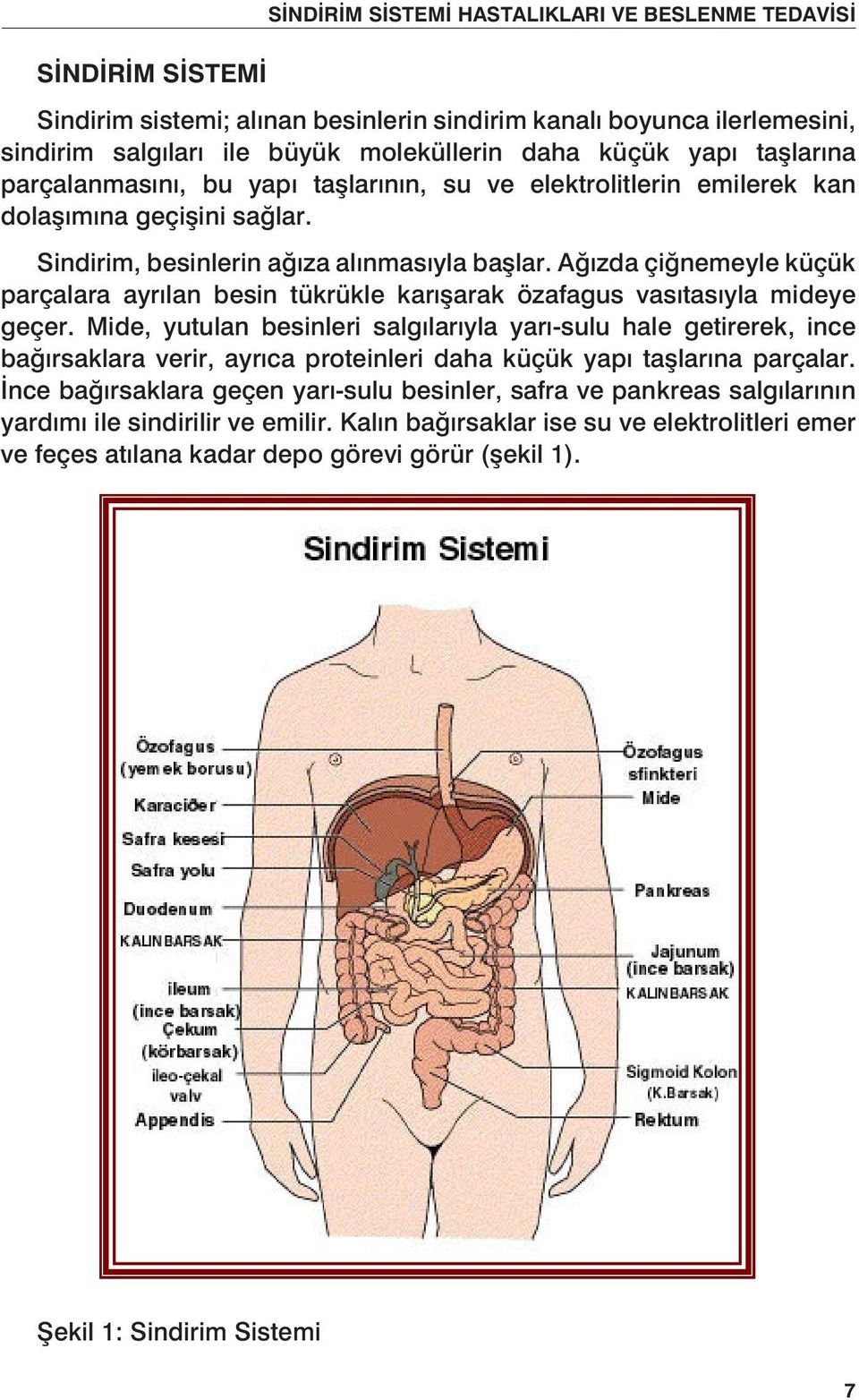 Ağızda çiğnemeyle küçük parçalara ayrılan besin tükrükle karışarak özafagus vasıtasıyla mideye geçer.