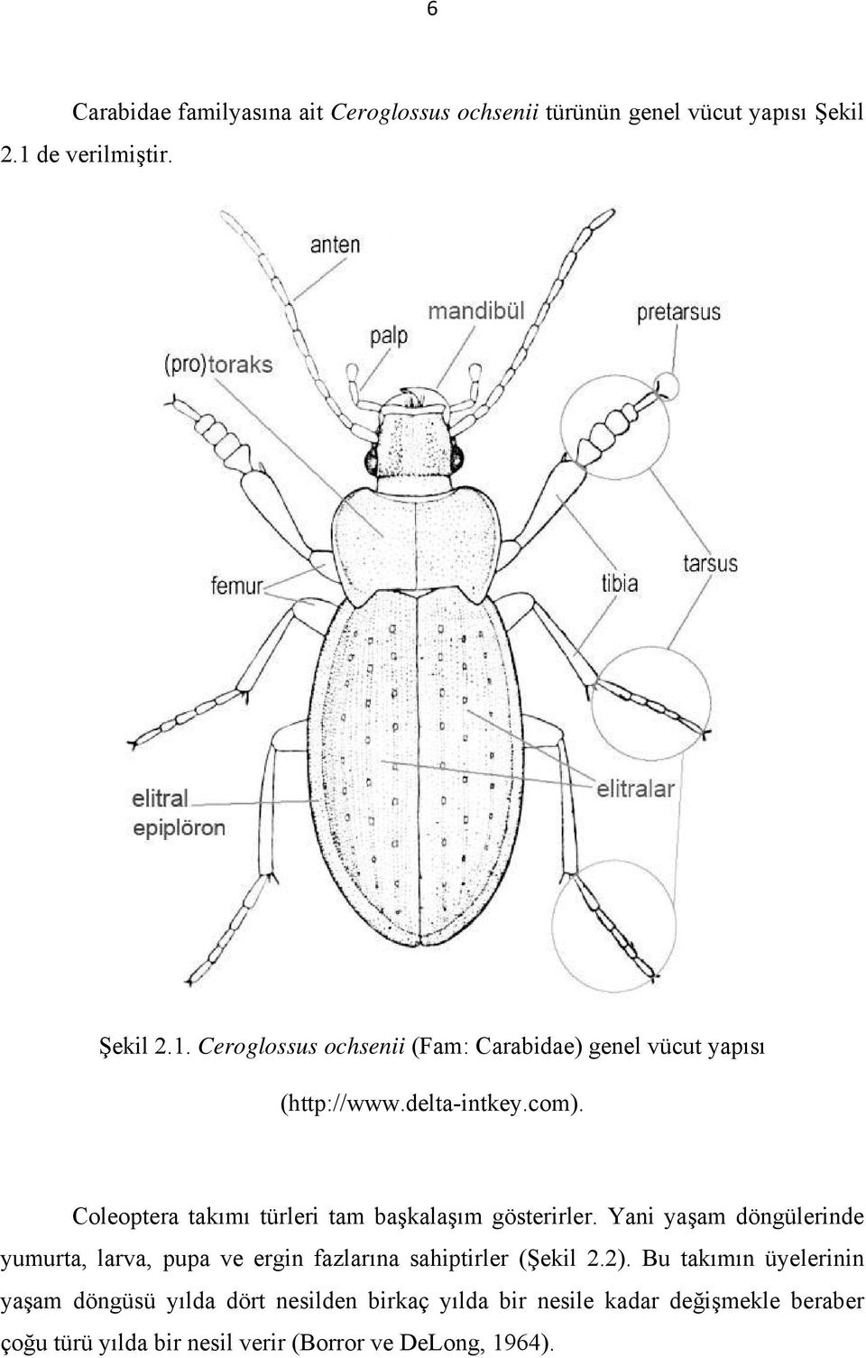Coleoptera takımı türleri tam başkalaşım gösterirler.