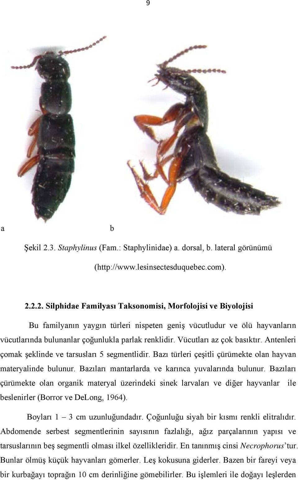 Bazıları çürümekte olan organik materyal üzerindeki sinek larvaları ve diğer hayvanlar ile beslenirler (Borror ve DeLong, 1964). Boyları 1 3 cm uzunluğundadır.