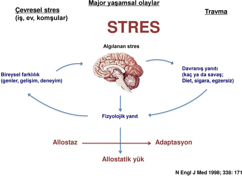 deneyim) Davranış yanıtı (kaç ya da savaş; Diet, sigara, egzersiz)