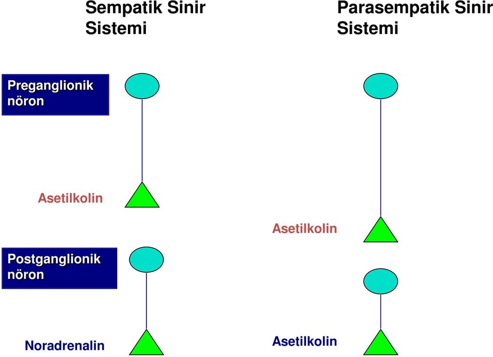 Preganglionik nöron Asetilkolin