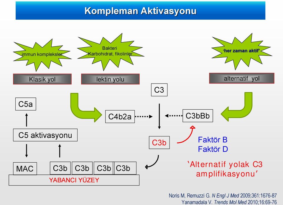 Karbohidrat, fikolinler her zaman aktif Klasik yol lektin yolu C3 alternatif yol C5a