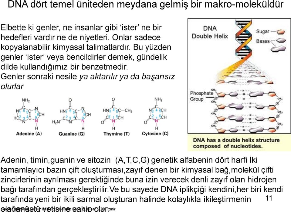 Genler sonraki nesile ya aktarılır ya da başarısız olurlar Adenin, timin,guanin ve sitozin (A,T,C,G) genetik alfabenin dört harfi İki tamamlayıcı bazın çift oluşturması,zayıf denen bir kimyasal