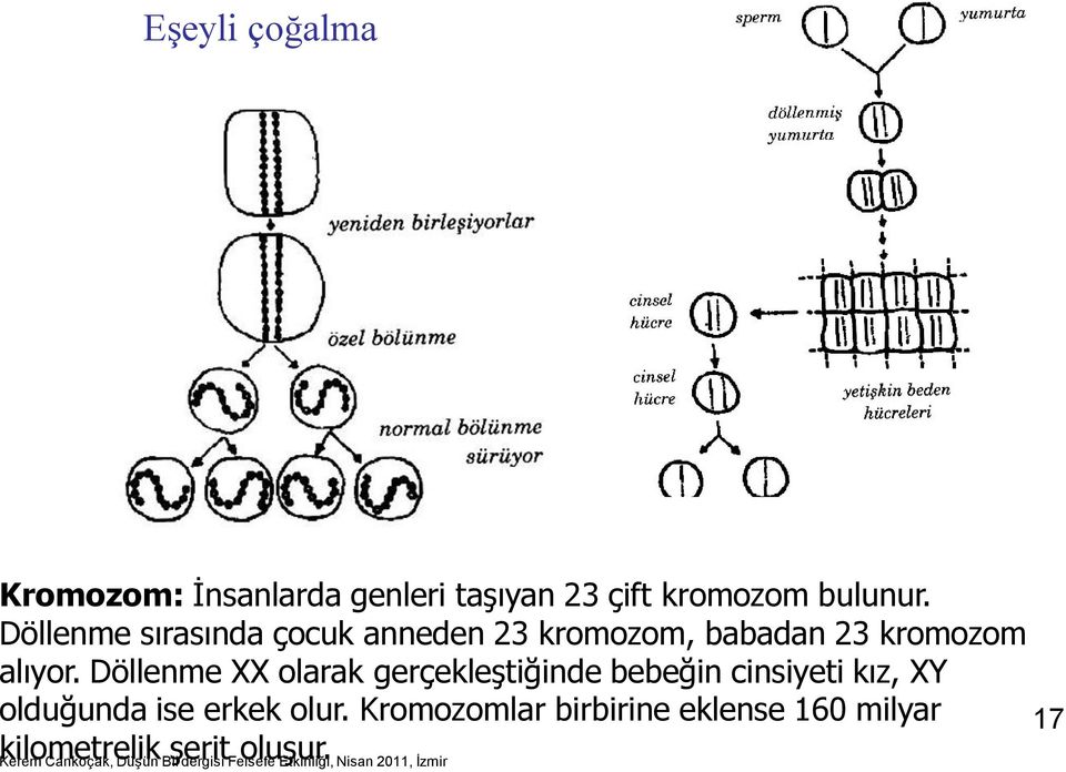 Döllenme XX olarak gerçekleştiğinde bebeğin cinsiyeti kız, XY olduğunda ise